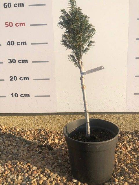 Świerk kaukaski Pyramidalis C5- Szczepiona Świerk kaukaski Pyramidalis C5- Szczepiona 2