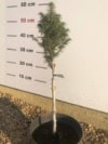 Świerk kaukaski Pyramidalis C5- Szczepiona Świerk kaukaski Pyramidalis C5- Szczepiona 1