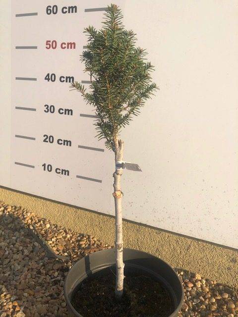 Świerk kaukaski Pyramidalis C5- Szczepiona Świerk kaukaski Pyramidalis C5- Szczepiona 1