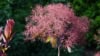 Perukowiec podolski Royal Purple czerwony Cotinus coggygria 'Royal Purple' 2