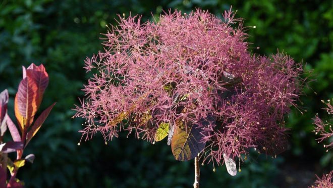 Perukowiec podolski Royal Purple czerwony Cotinus coggygria 'Royal Purple' 2