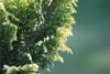 Cyprysik GOLDEN WONDER - złota odmiana sadzonka Chamaecyparis lawsoniana 'Golden Wonder' 2