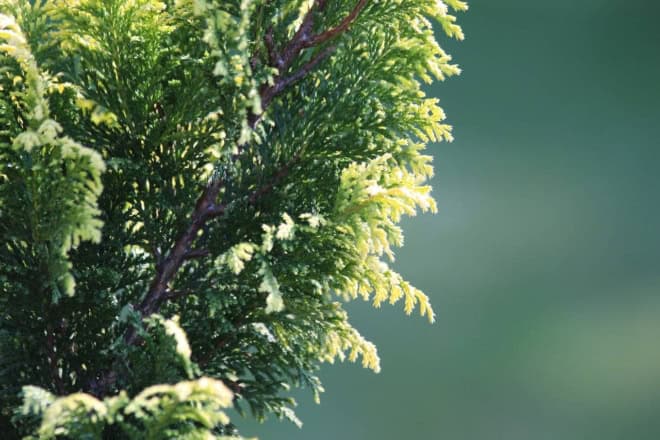 Cyprysik GOLDEN WONDER - złota odmiana sadzonka Chamaecyparis lawsoniana 'Golden Wonder' 2