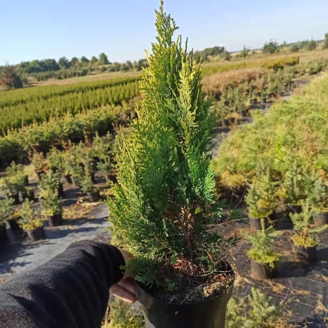 Cyprysik Lawsona Kelleris Gold Chamaecyparis lawsoniana 'Keleriss Gold' 2