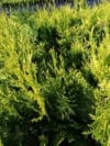 Cyprysik Lawsona Ivonne - złota i stożkowa sadzonka Chamaecyparis lawsoniana 'Ivone' 3