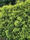 Cyprysik GOLDEN WONDER - złota odmiana sadzonka Chamaecyparis lawsoniana 'Golden Wonder' 4