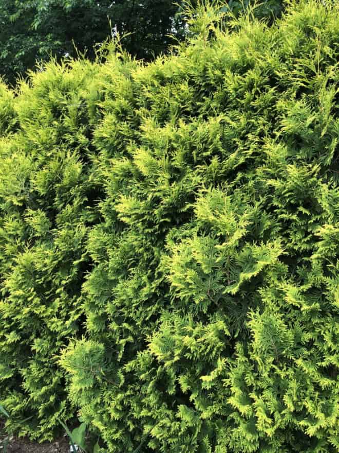 Cyprysik GOLDEN WONDER - złota odmiana sadzonka Chamaecyparis lawsoniana 'Golden Wonder' 4