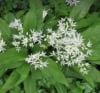 Czosnek niedziwedzi Allium ursinum 2