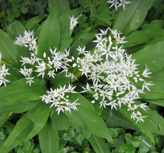 Czosnek niedziwedzi Allium ursinum 2