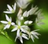 Czosnek niedziwedzi Allium ursinum 3