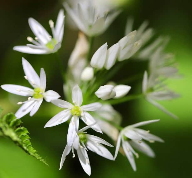 Czosnek niedziwedzi Allium ursinum 3