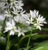 Czosnek niedziwedzi Allium ursinum 1