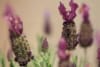 Lawenda francuska Bandera Deep Rose Lavandula stoechas Bandera Deep Rose 2