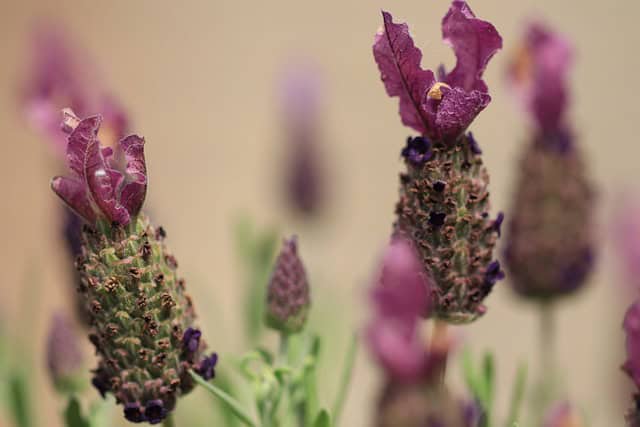 Lawenda francuska Bandera Deep Rose Lavandula stoechas Bandera Deep Rose 2