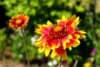 Gaillardia Oścista "Arizona Sun" Gaillardia Aristata "Arizona Sun" 2