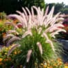 Rozplenica japońska COMPRESSUM Pennisetum alopecuriodes | P. compressum 3