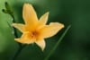 Liliowiec Stella de Oro (Hemerocallis) - ŻÓŁTY Hemerocallis Stella de Oro 4