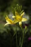 Liliowiec Stella de Oro (Hemerocallis) - ŻÓŁTY Hemerocallis Stella de Oro 6