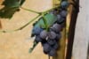 Winorośl Agat Doński P9 NIEBIESKO FIOLETOWA ODMIANA Vitis Agat Donski 1