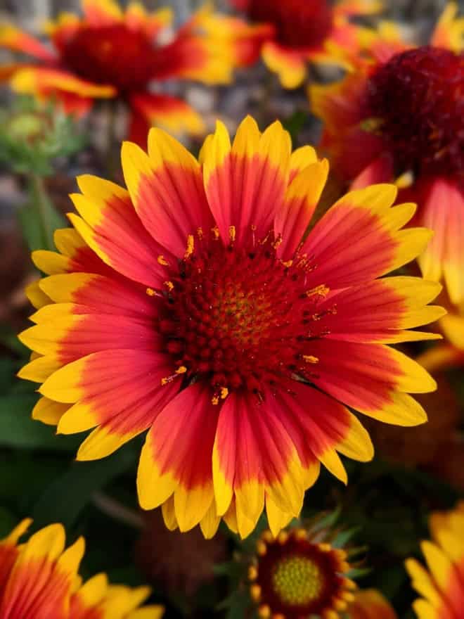 Gaillardia Oścista "Arizona Sun" Gaillardia Aristata "Arizona Sun" 1