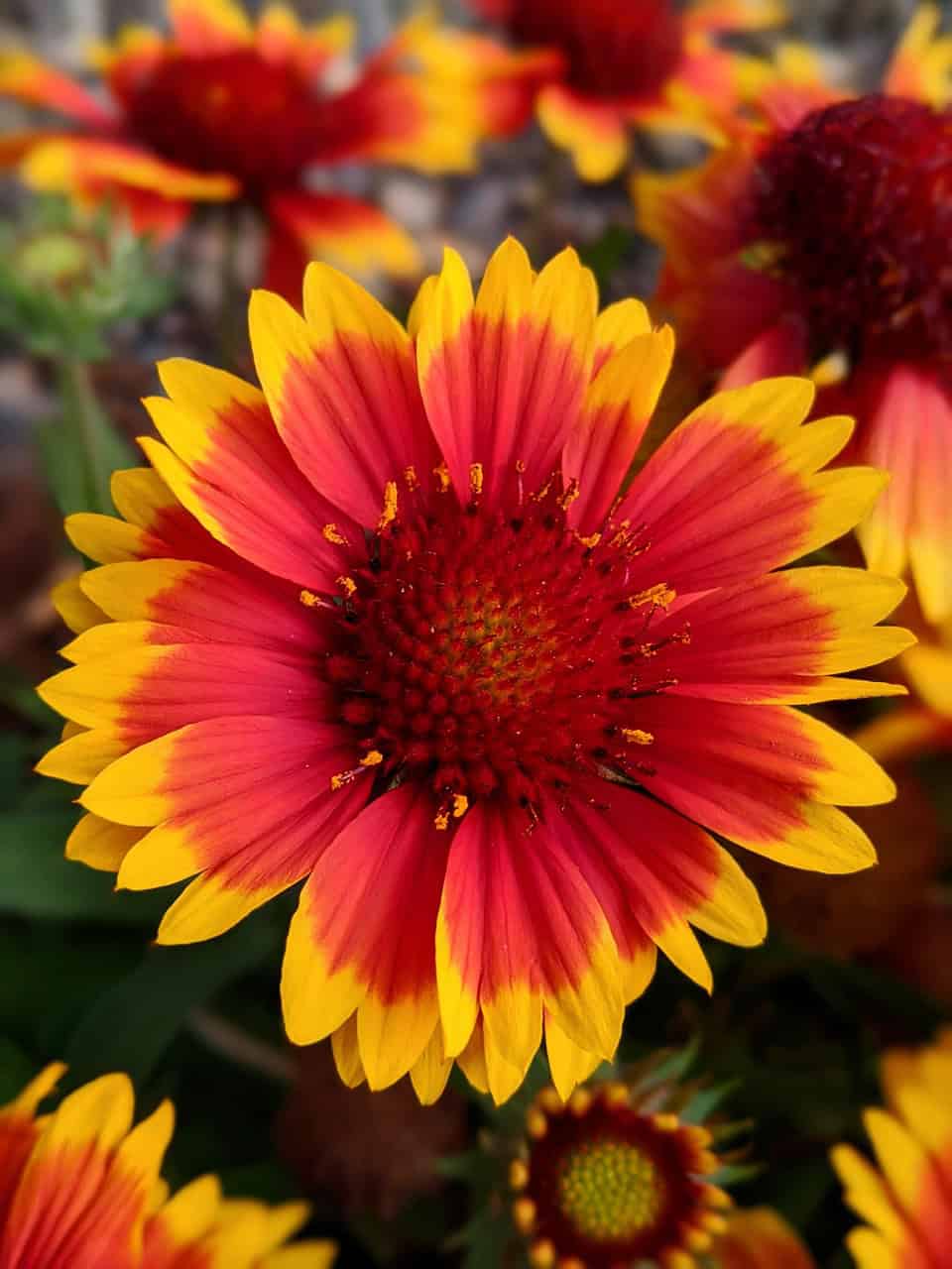 Gaillardia oścista „Arizona Sun”