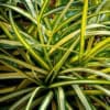 Turzyca oszimska Evergold P9 Evergold' Carex oshimensis P9 1