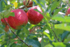 Jabłoń LOBO - jesienna i deserowa odmiana Jabłoni! Malus LOBO 5