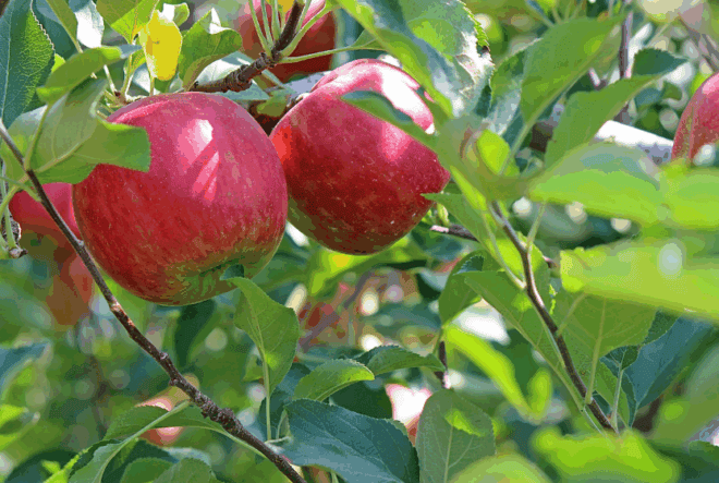 Jabłoń LOBO - jesienna i deserowa odmiana Jabłoni! Malus LOBO 5