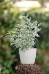 Dereń biały Elegantissima - kolorowe liście Cornus alba 'Ellegantissima' 2