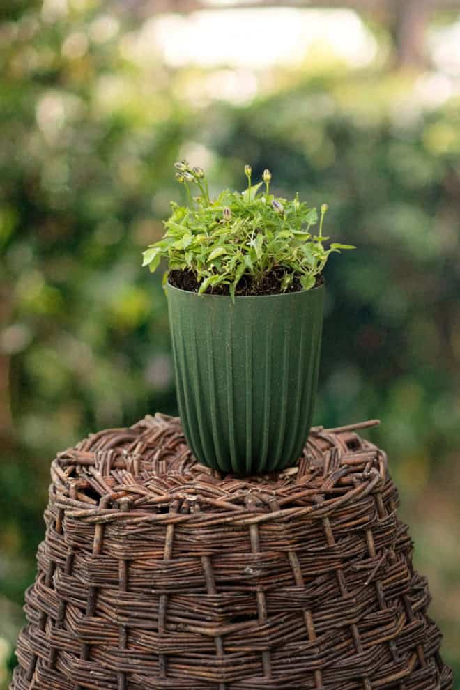 Dzwonek pokrzywolistny Campanula trachelium 1