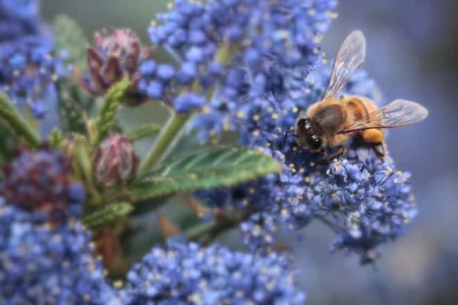 Prusznik niebieski ‘Gloire de Versailles’ Ceanothus × delileanus 1