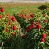 Malinotruskawka P9 Rubus illecebrosus P9 1
