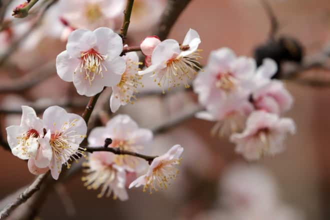 Śliwa wiśniowa Pissardii - Piękne kwiaty Śliwa wiśniowa Pissardii 1