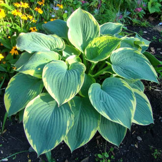Funkia Shadowland® Wu La La PBR Hosta hybrid Shadowland® Wu La La PBR 1
