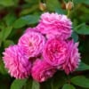 Róża pnąca 'Perennial Rosali' Rosa 'Perennial Rosali' pnąca 1