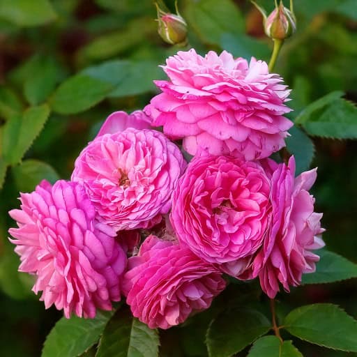 Róża pnąca 'Perennial Rosali’