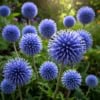 Przegorzan pospolity Ritro Echinops Ritro 1