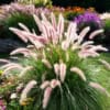 Rozplenica japońska COMPRESSUM Pennisetum alopecuriodes | P. compressum 2