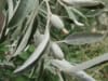 Oliwnik wąskolistny - miododajny, duża sadzonka Elaeagnus angustifolia 2