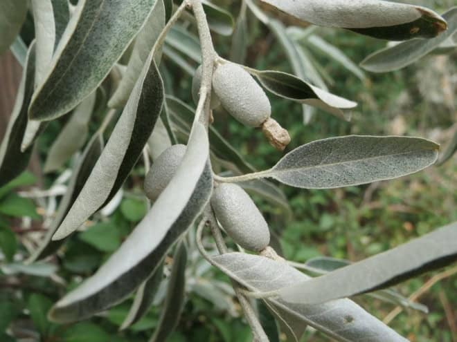 Oliwnik wąskolistny - miododajny, duża sadzonka Elaeagnus angustifolia 2