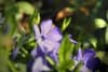 Barwinek mniejszy - niebieskie kwiaty Vinca minor 3