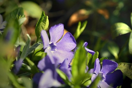 Barwinek mniejszy - niebieskie kwiaty Vinca minor 3