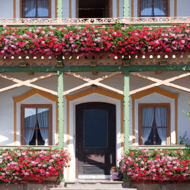 Pelargonia zwisająca - różowo fioletowa Pelargonia zwisająca - różowo fioletowa 4