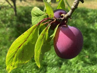 Śliwa Renkloda Althana - NOWOŚĆ SUPER SMAK Śliwa Renkloda Althana 1
