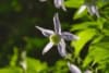 Powojnik prosty Rubifolia Clematis recta Rubifolia 2