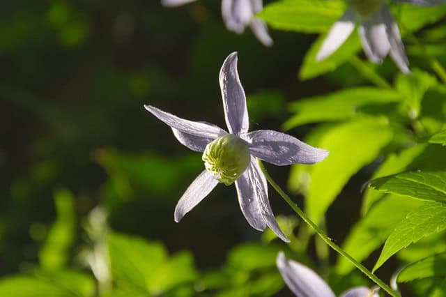 Powojnik prosty Rubifolia Clematis recta Rubifolia 2