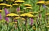 Krwawnik pospolity Skysail Yellow - żółta odmiana Achillea millefolium 'Skysail Yellow' 4