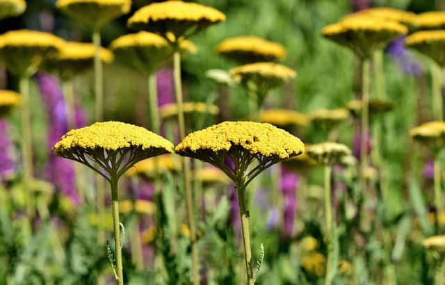 Krwawnik pospolity Skysail Yellow - żółta odmiana Achillea millefolium 'Skysail Yellow' 4