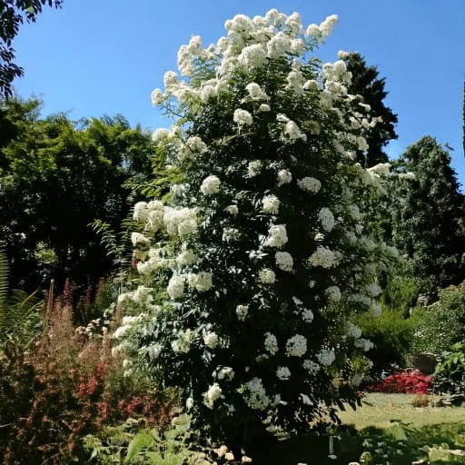 Róża pnąca 'Perennial Blush Rosa 'Perennial Blush pnąca 2