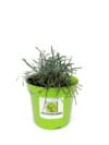 Ficinia sina FROSTY MORNING - oszroniona Ficinia truncata 'Frosty Morning' 2